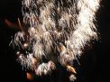 Feu d'artifice au Salon d'Escquelbecq
